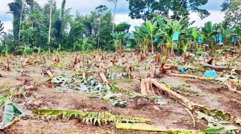 Los cultivos afectados por las inundaciones en el trópico. | Gampv.