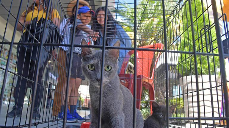 Gatos son dados en adopción a sus nuevos dueños, ayer.
| Carlos López