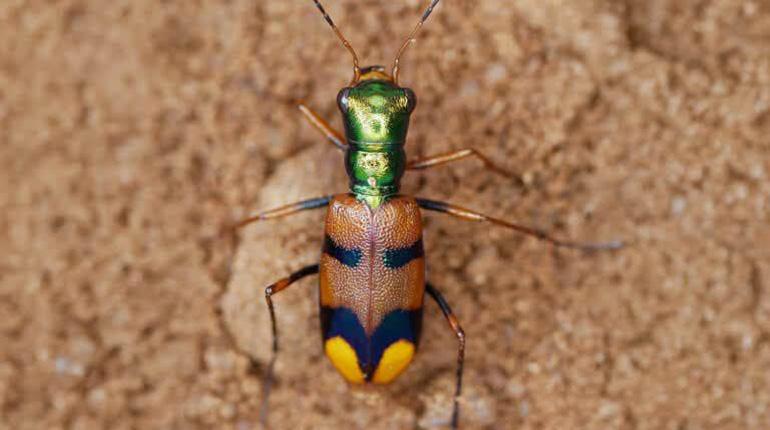 El escarabajo tigre pone a Bolivia en el mapa global de la biodiversidad.
