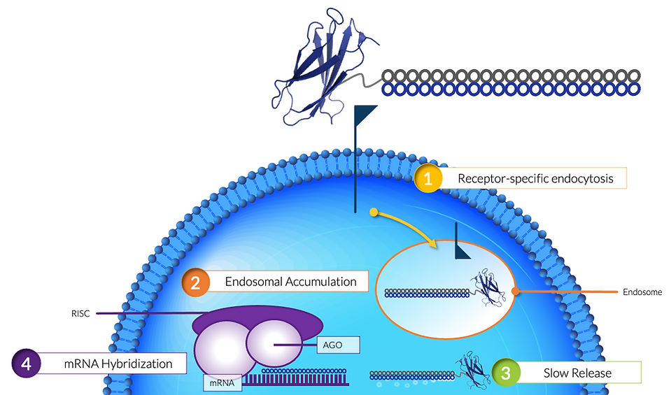 Centyrin-siRNA Conjugate Mechanism of Ac