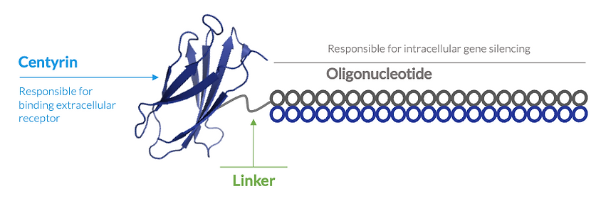 Targeting and delivery of oligonucleotid